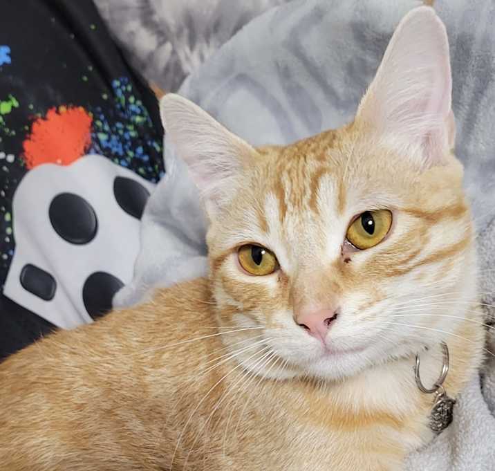 Photo of Simba