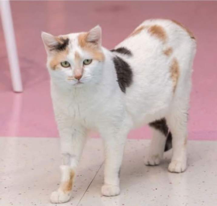 Photo of Akira