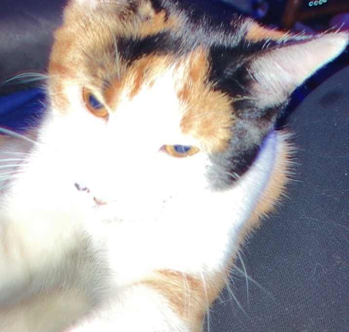 Photo of Luna