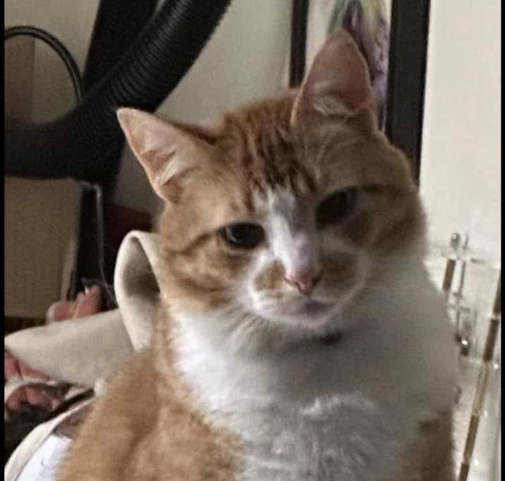 Photo of Lilly