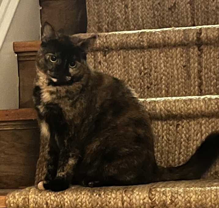 Photo of Milo