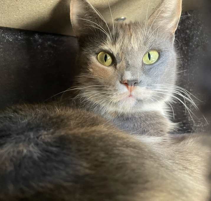 Photo of Prim