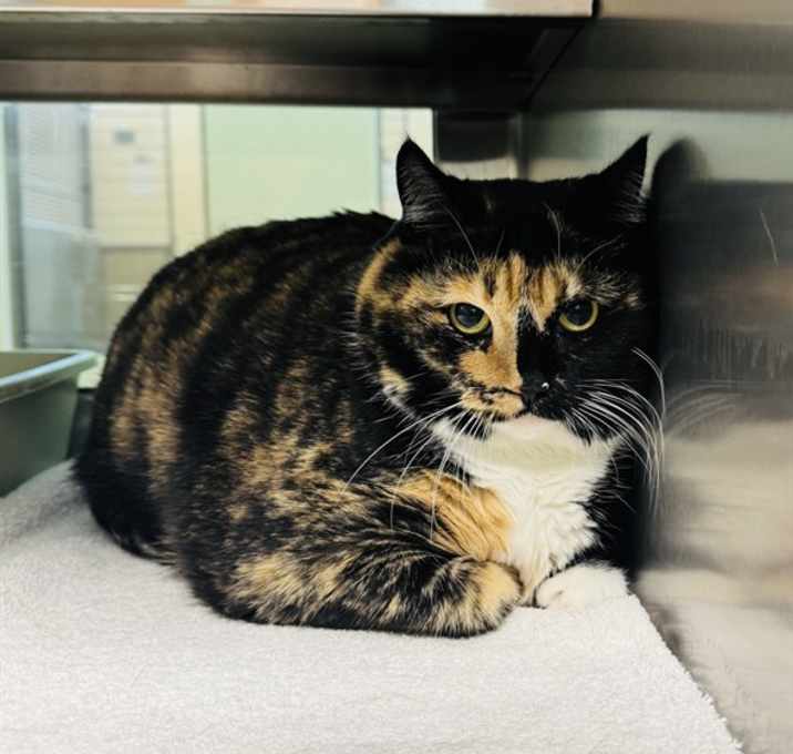 Photo of ANNIE