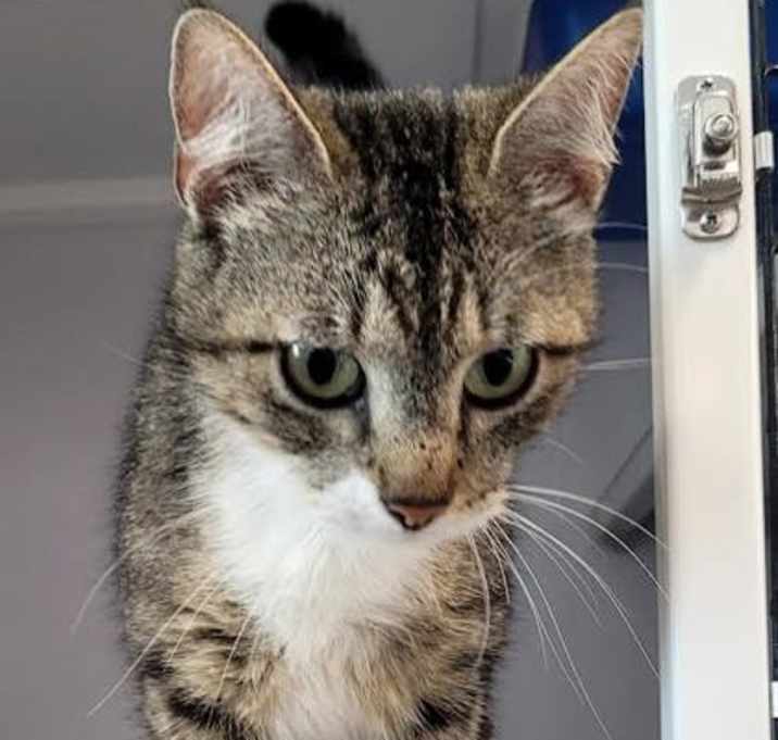 Photo of Leia