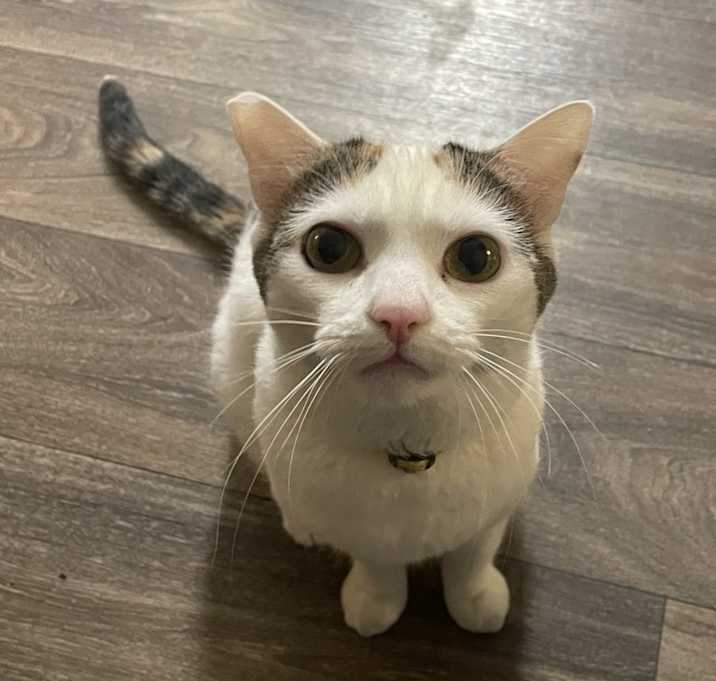 Photo of Sweet Pea