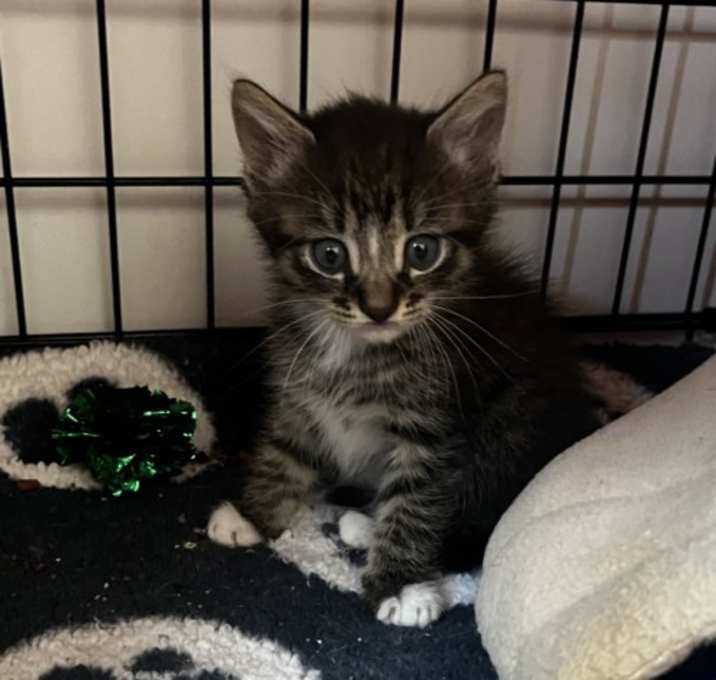 Photo of Shemp