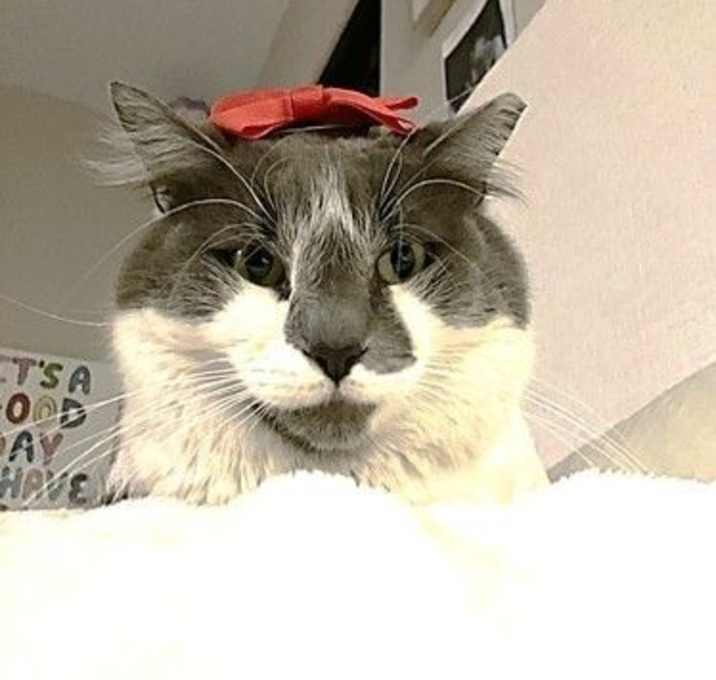 Photo of Apollo