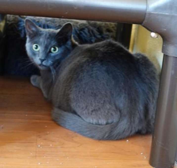 Photo of Roy