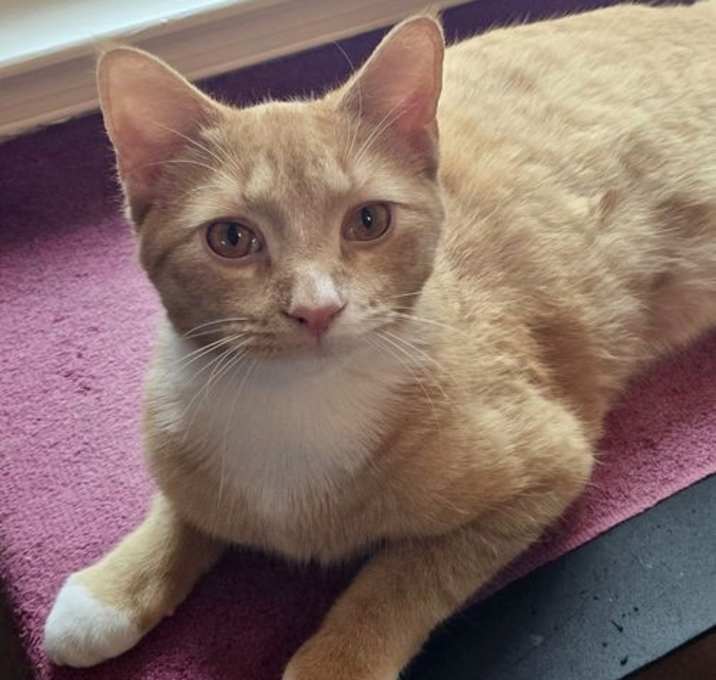 Photo of Tarzan