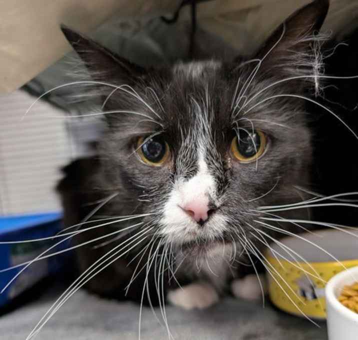 Photo of Thor