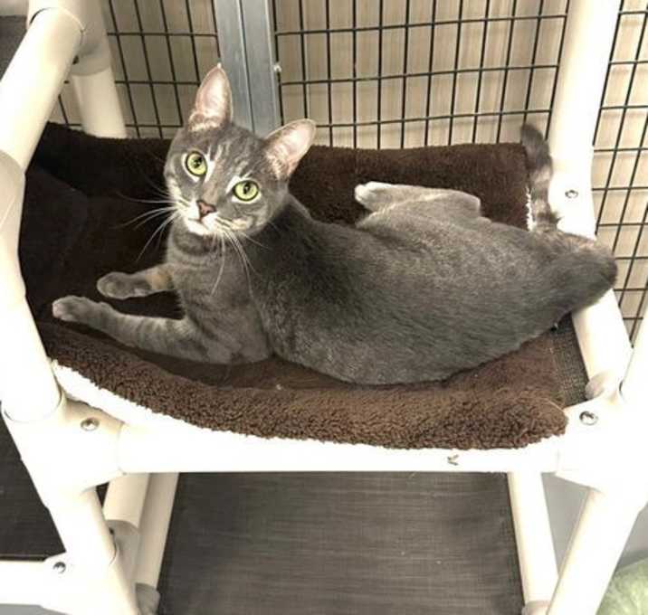 Photo of Sweet Pea