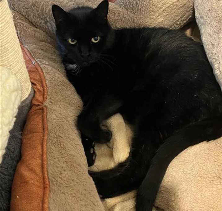 Photo of Salem