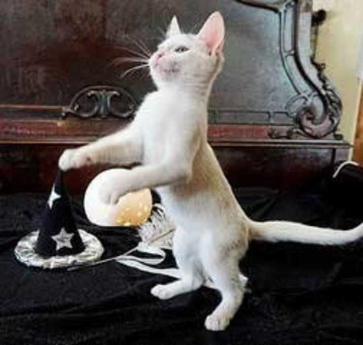 Photo of KITTEN WHIT