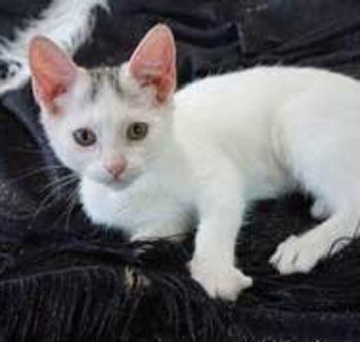 Photo of KITTEN NYM