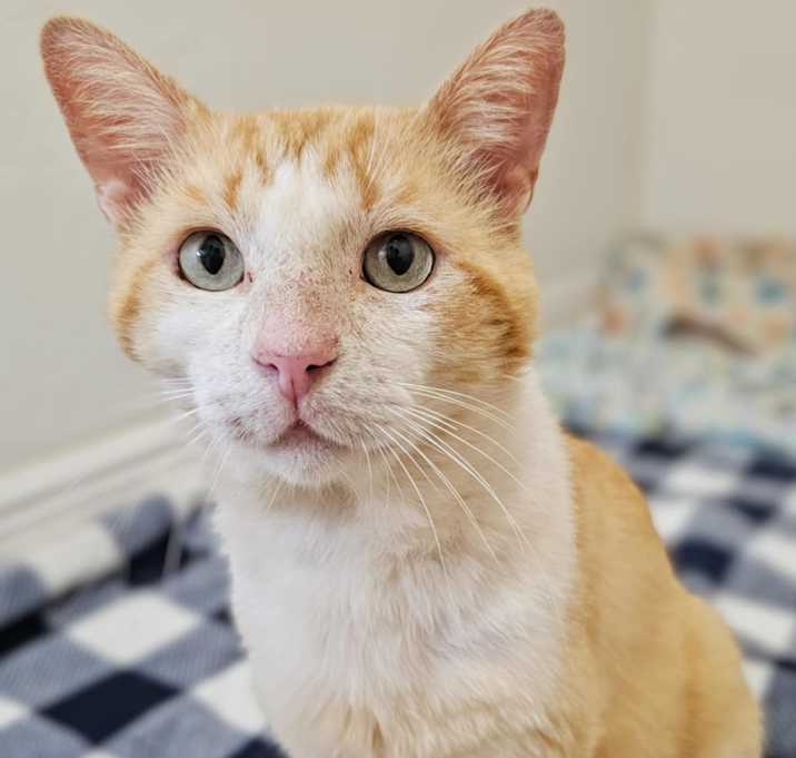 Photo of Knight (Cocoa) Handsome Boy