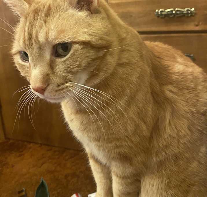 Photo of Sweet Boy