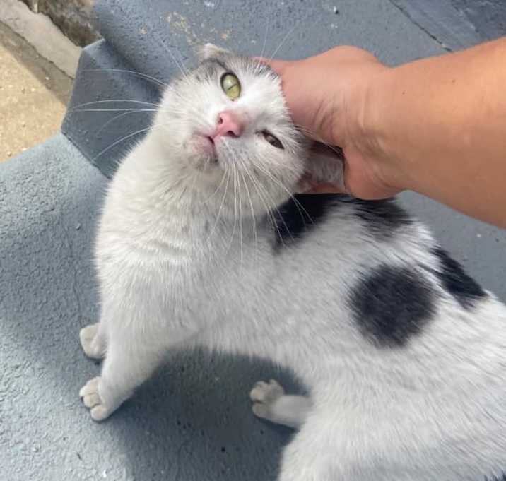 Photo of MooMoo