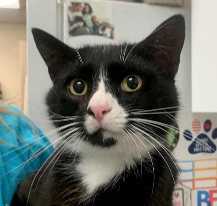 Photo of Oreo