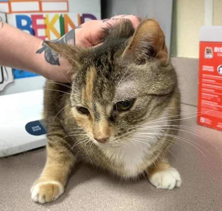 Photo of Cinnamon