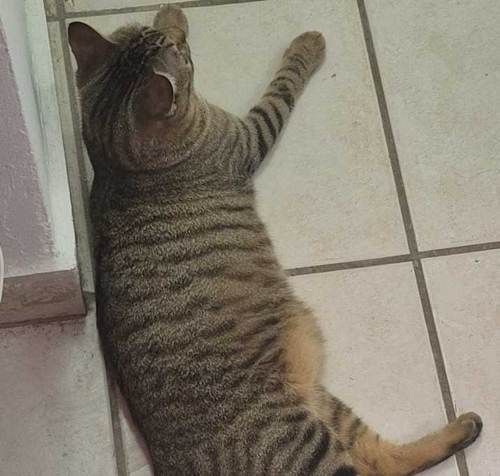 Photo of Obi