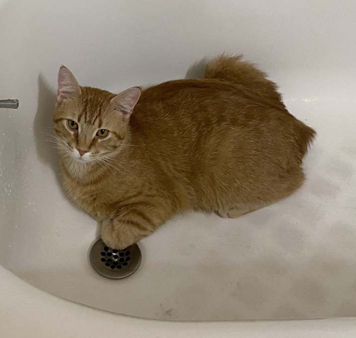 Photo of Razzle Dazzle