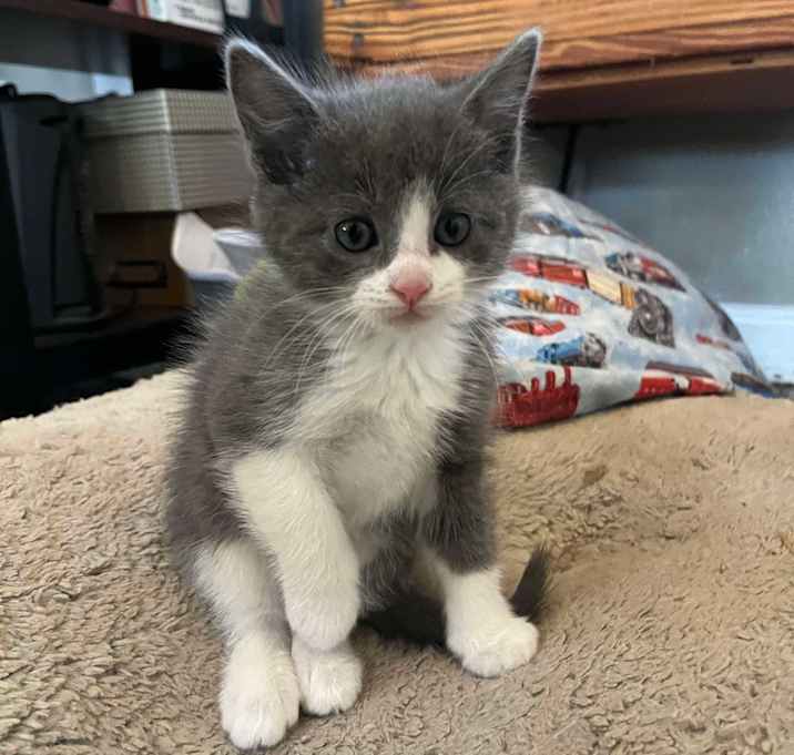 Photo of Dash