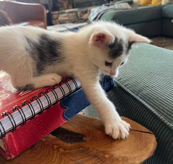 Photo of Skipper