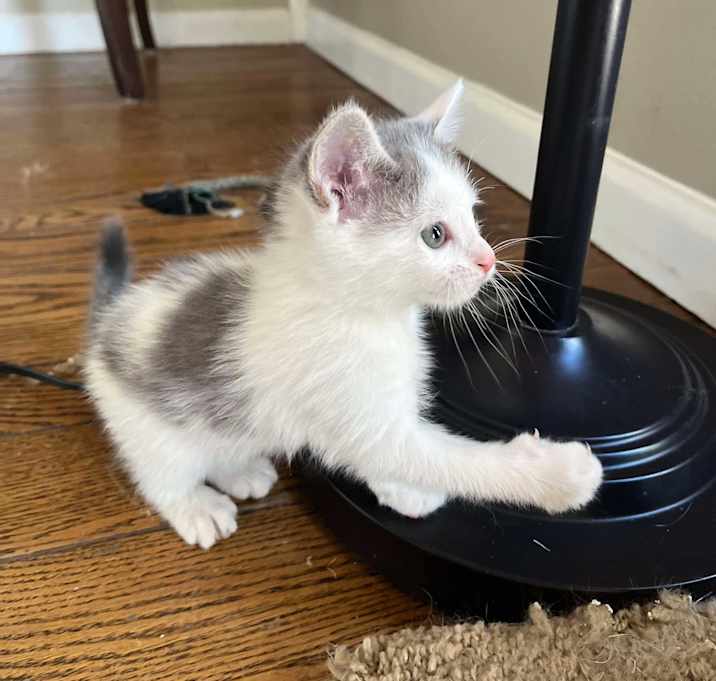 Photo of Juniper