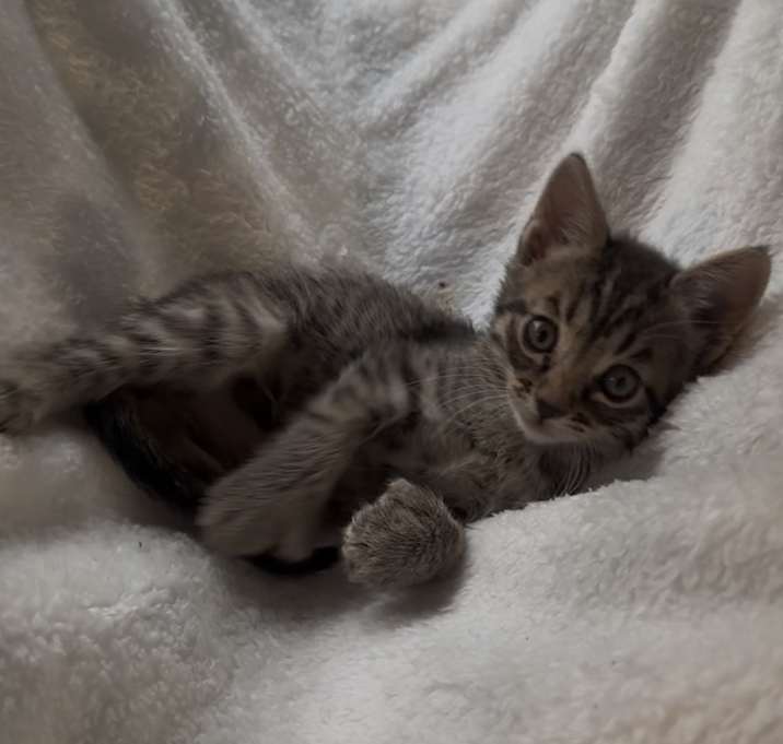 Photo of Pebble