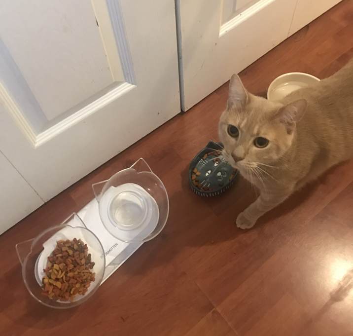 Photo of Simba