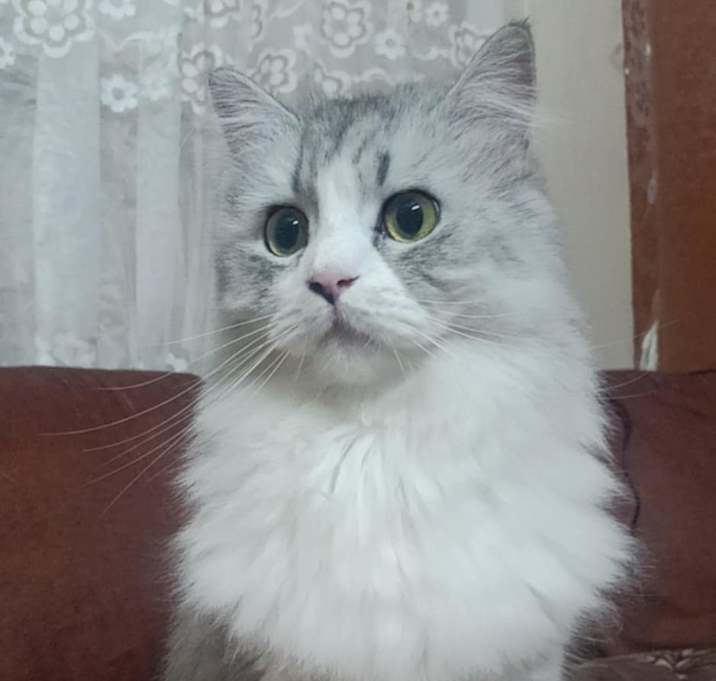 Photo of Loki