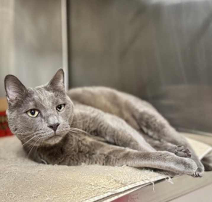 Photo of Silver