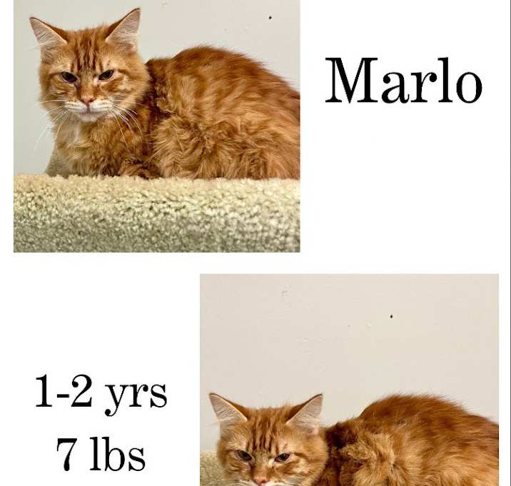 Photo of Marlo