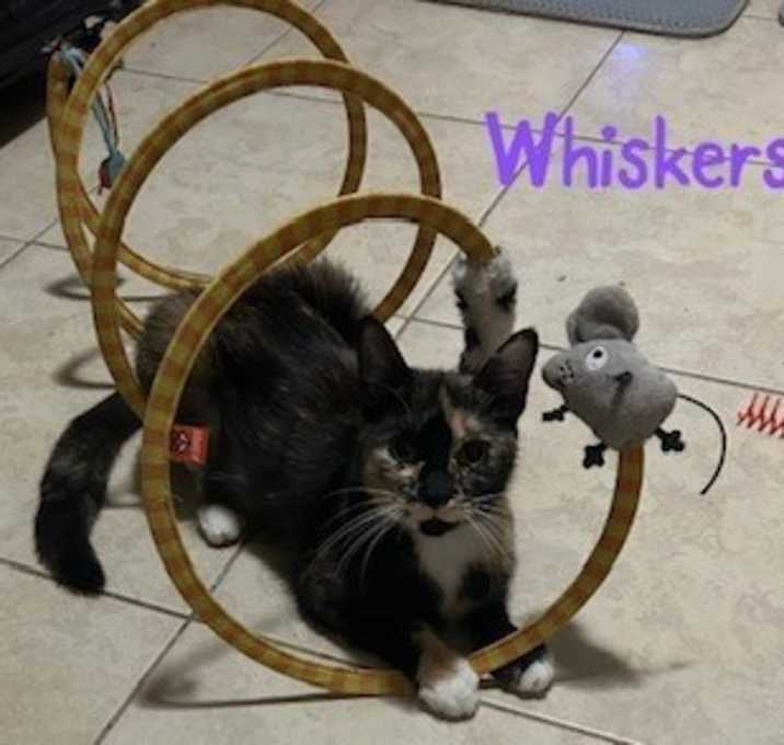 Photo of Whiskers