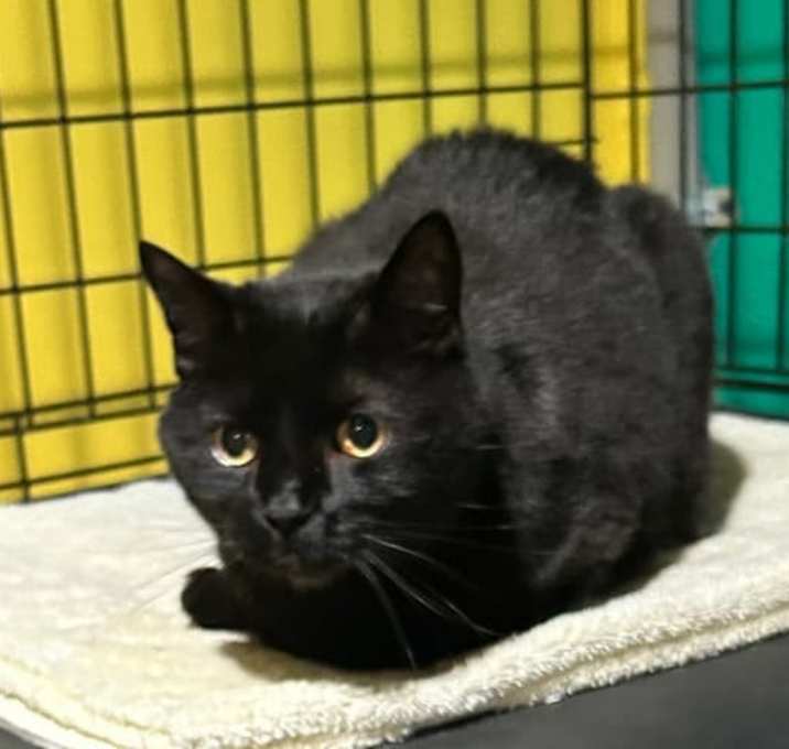 Photo of Binx