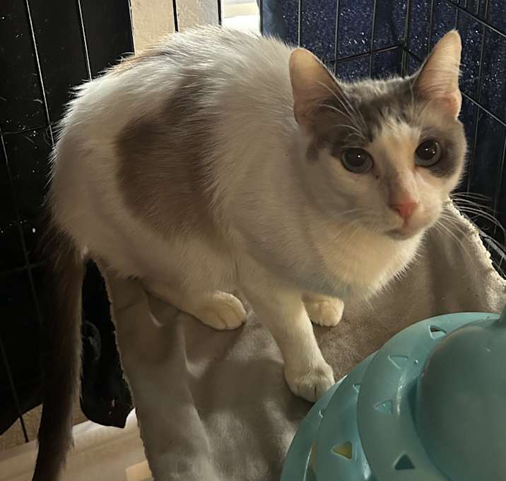 Photo of Blue