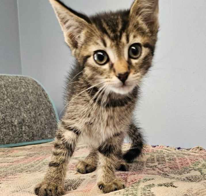 Photo of Shelby