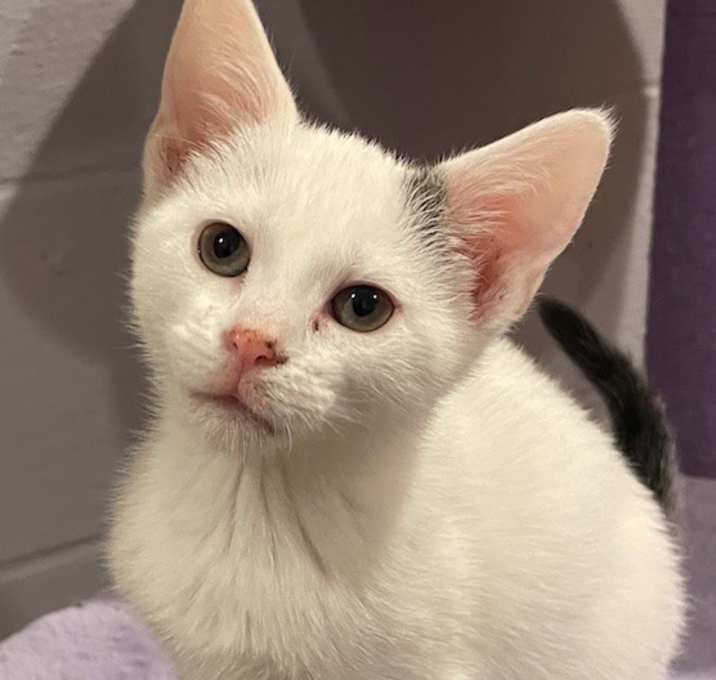Photo of Pearl (LE)