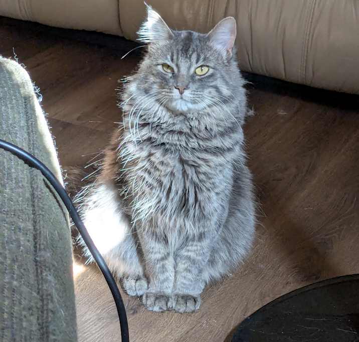 Photo of Rebel