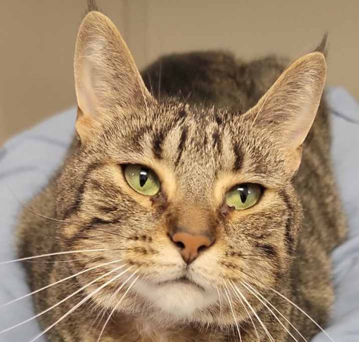 Photo of Titania