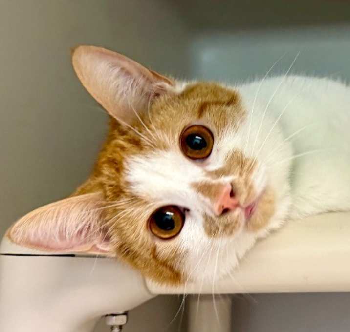 Photo of Ginger