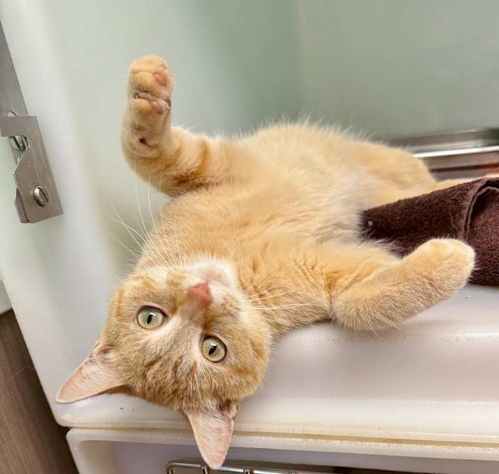 Photo of Winston