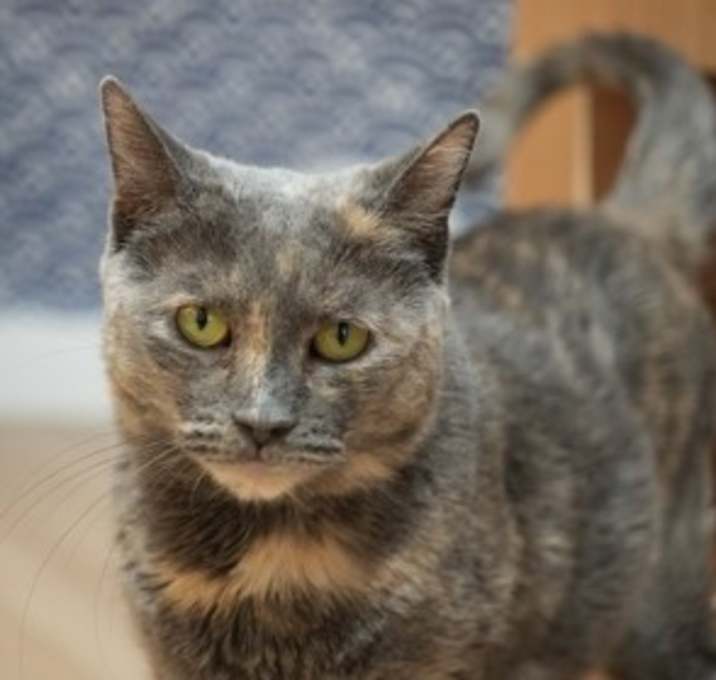 Photo of Calypso