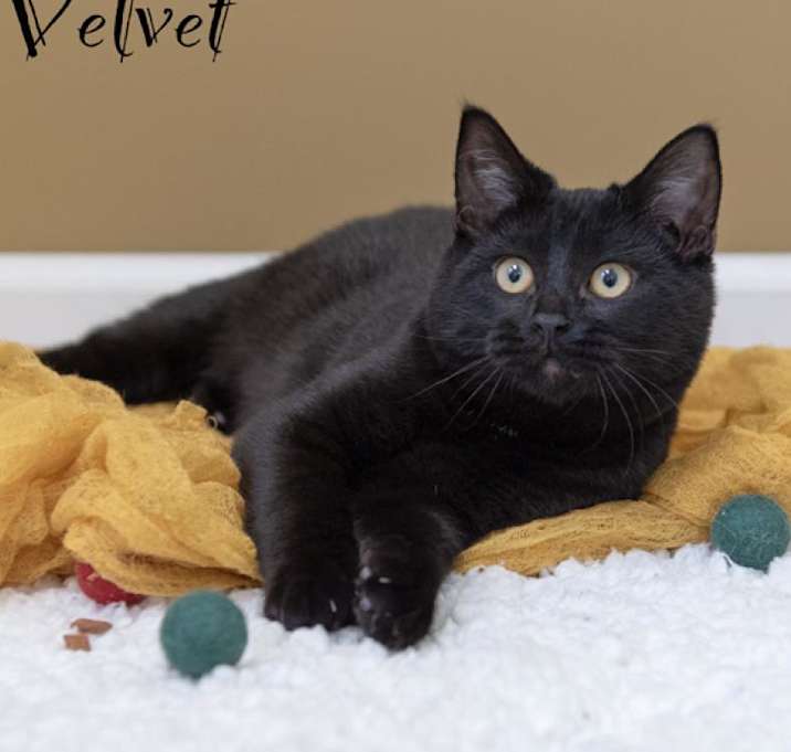 Photo of Velvet