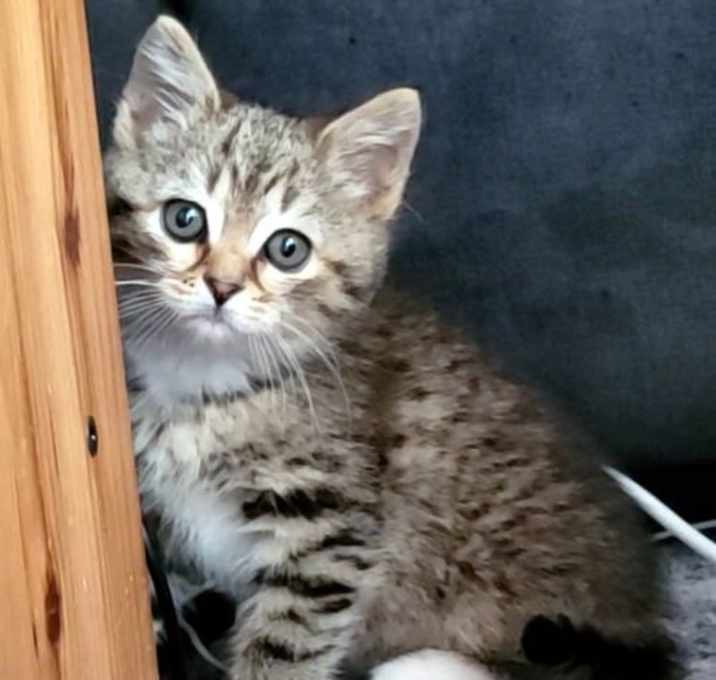 Photo of Simon
