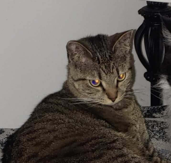 Photo of Juniper
