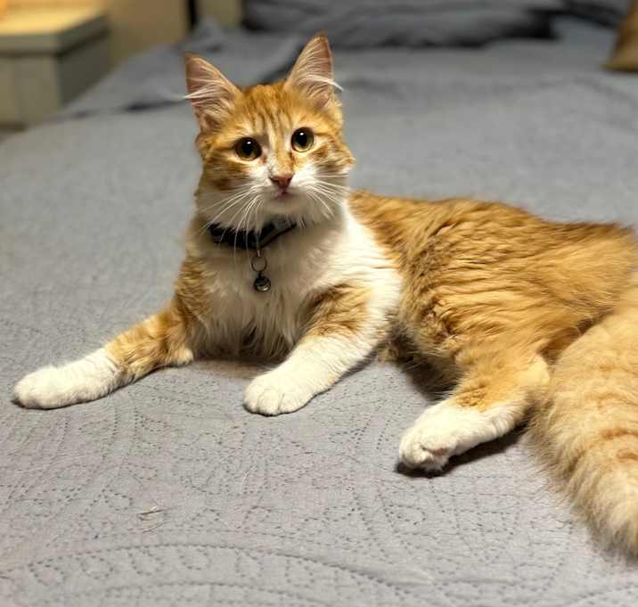 Photo of Scotch
