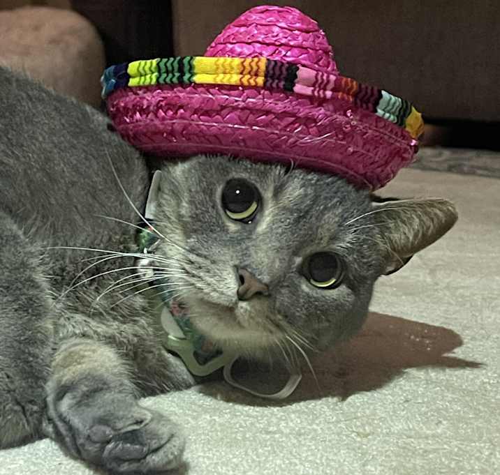 Photo of Meeko