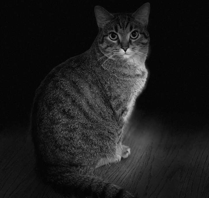 Photo of Frankie