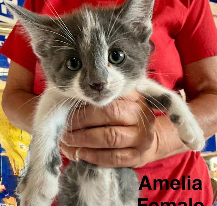 Photo of Amelia